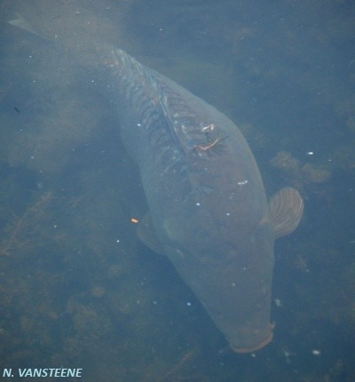 Cyprinus carpio